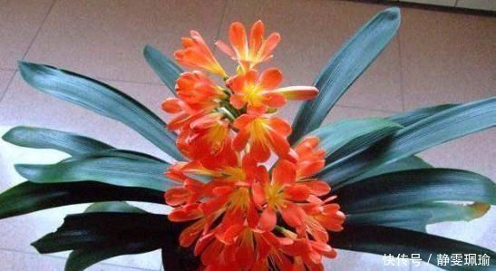 竹签子|家庭盆栽君子兰，掌握“浇水”小窍门，不干根不烂根，越长越旺