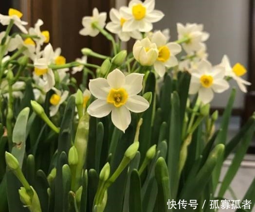 绿萝、吊兰太普通别养了,换上4种花,更加美丽,还显得家庭富贵!