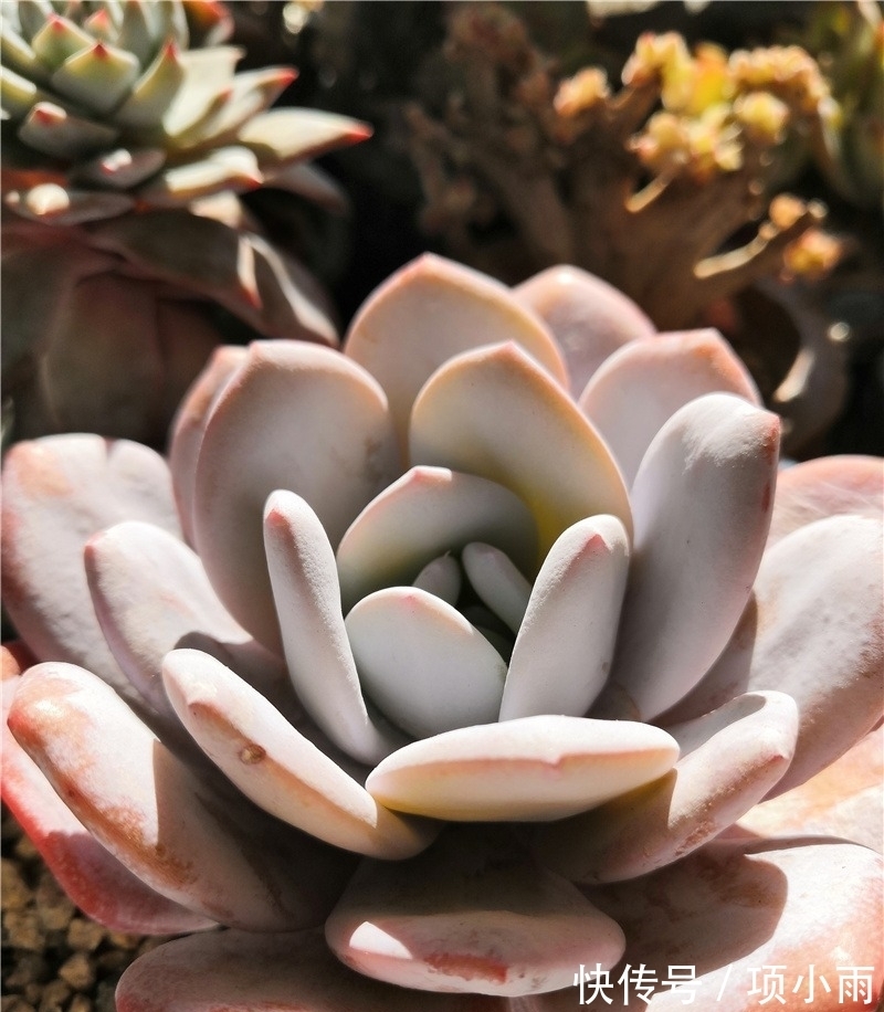 天下养肉人都一样贪