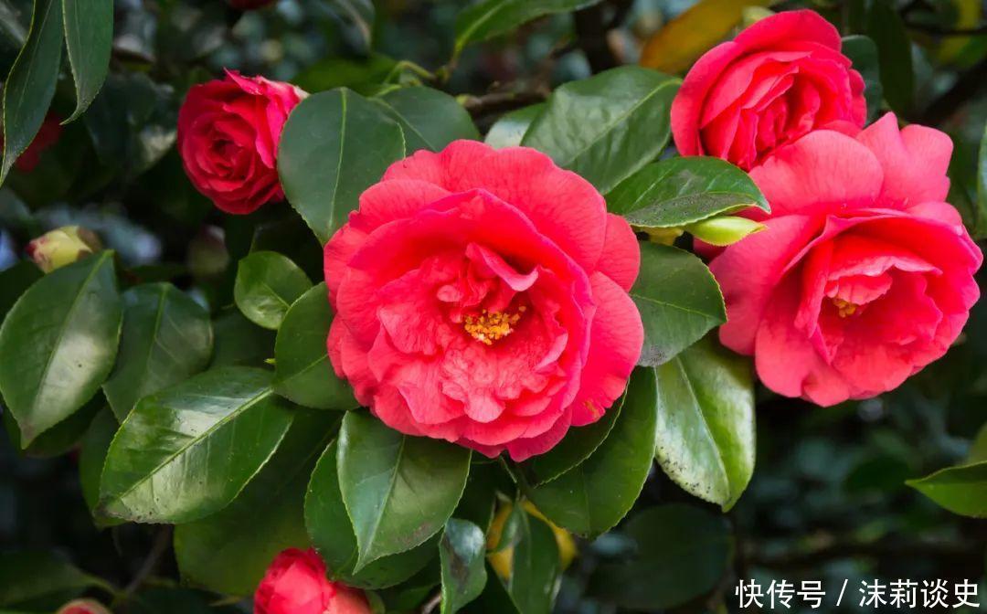 十大最受欢迎年宵花,学会挑选,才不上当