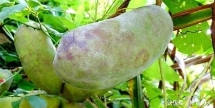 野果子|深山里藏着的这野果子,你吃过没?城里人可是想吃都不一定吃得到