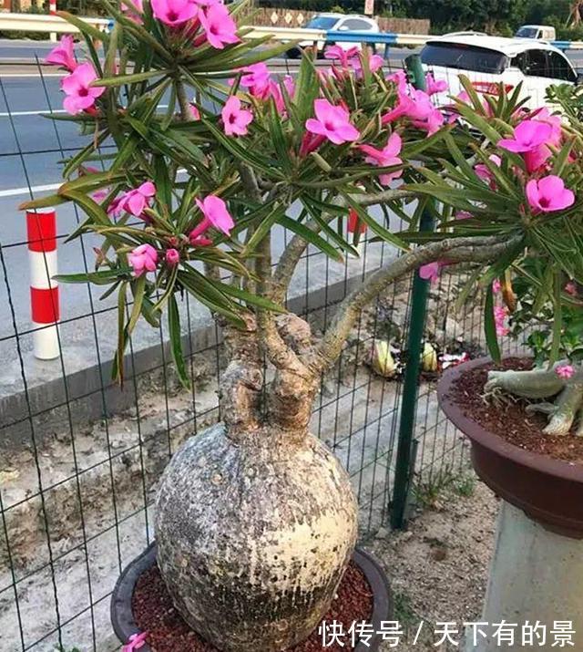 “穷养”5种花，用小花盆栽种，多晒少管更利于生长，又美又值钱