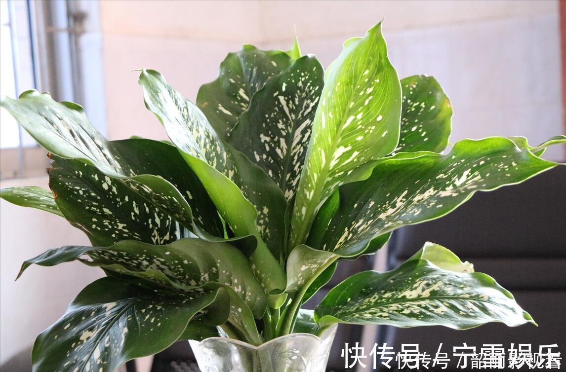 龙舌兰|3种霸气“吸毒”花,“镇宅旺财”,但是有毒,养花要知道