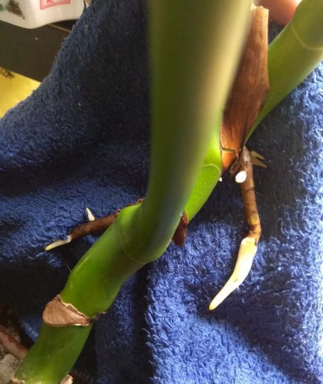 龟背竹叶片小、茎细怎么办简单1个方法,叶大油绿,窜到2米高