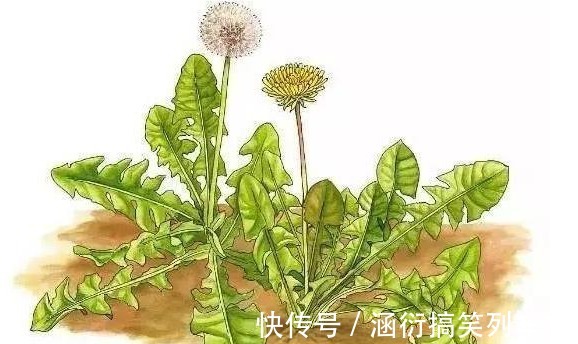 好处|立秋后,用蒲公英泡水,有五大好处,记住四个禁忌,常用三个搭配