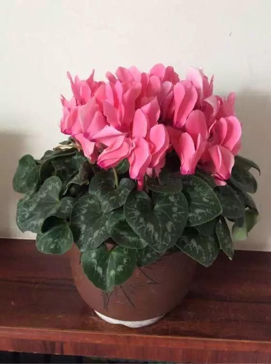 花身材|4种花身材不大,花量却怪“吓人”,深秋花开一大片,美翻了