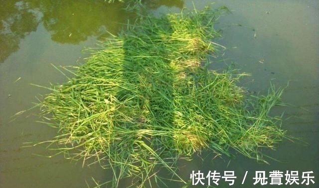 禾本科植物|别把钓草鱼看的那么难,做到这几点,连竿中鱼如若等闲