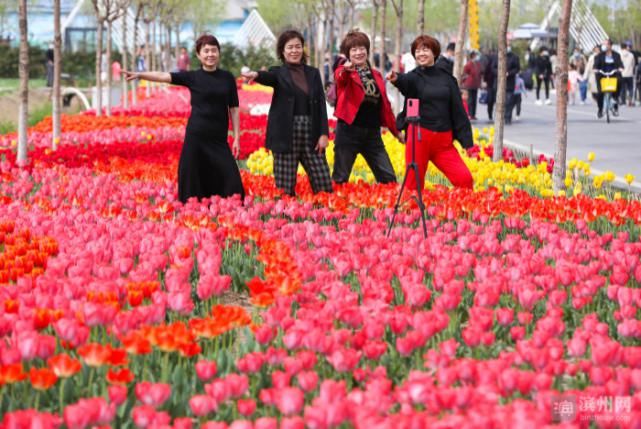 邹平：郁金香花开迎客来