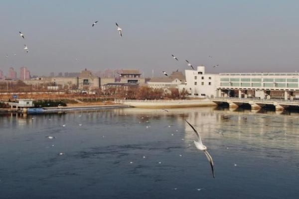 直击现场丨北塘入海口呈现冬日生态美景