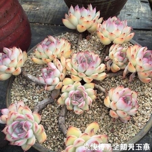 多肉植物|推荐6款多肉植物,小苗很普通,养成老桩后,惊艳了时光!