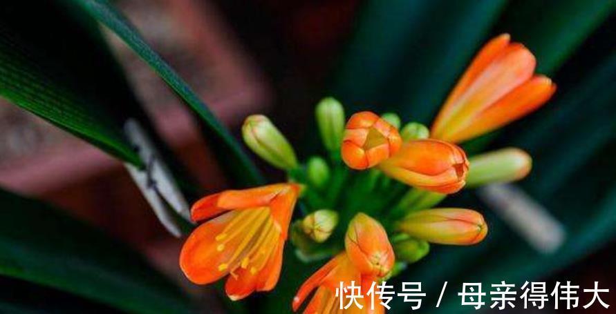 君子兰夹箭不开花?教你几个小妙招,轻松解决顺利开爆花