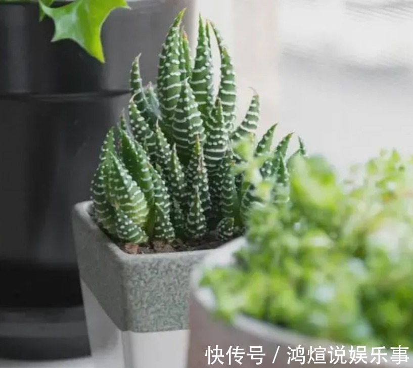 电器|渐入深秋,多肉盆栽不能再搁置在这几个地方了