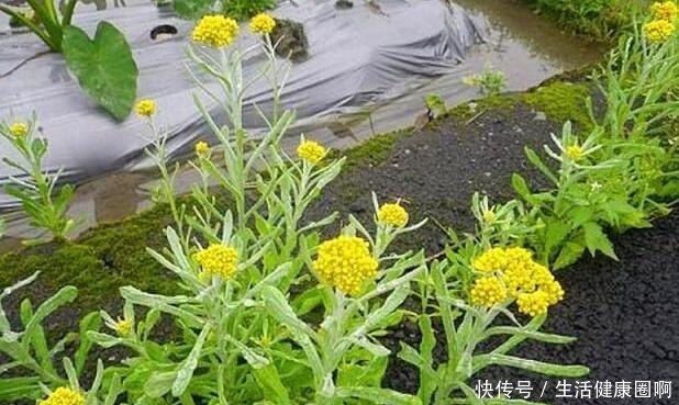 长在田埂上的“它”,看到别拔了,如今很珍贵,拔1棵少1棵!