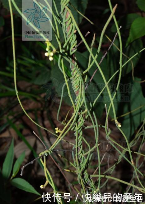 无根藤,见过吗?内治泌尿系结石、肾炎水肿;外用治皮肤湿疹