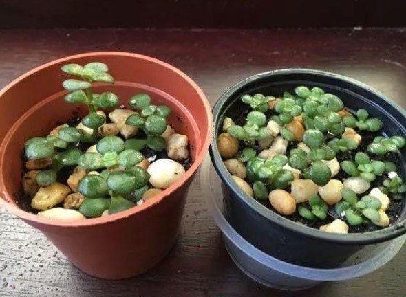 三种花很好养,叶子落地就有新根,不久就可轻松做到爆盆!