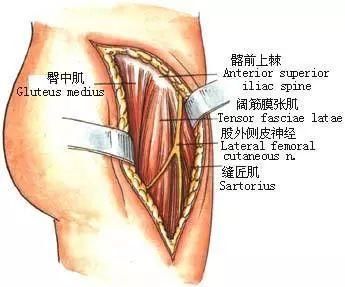 髋 股 膝外侧疼痛 阔筋膜张肌髂胫束损伤 快资讯
