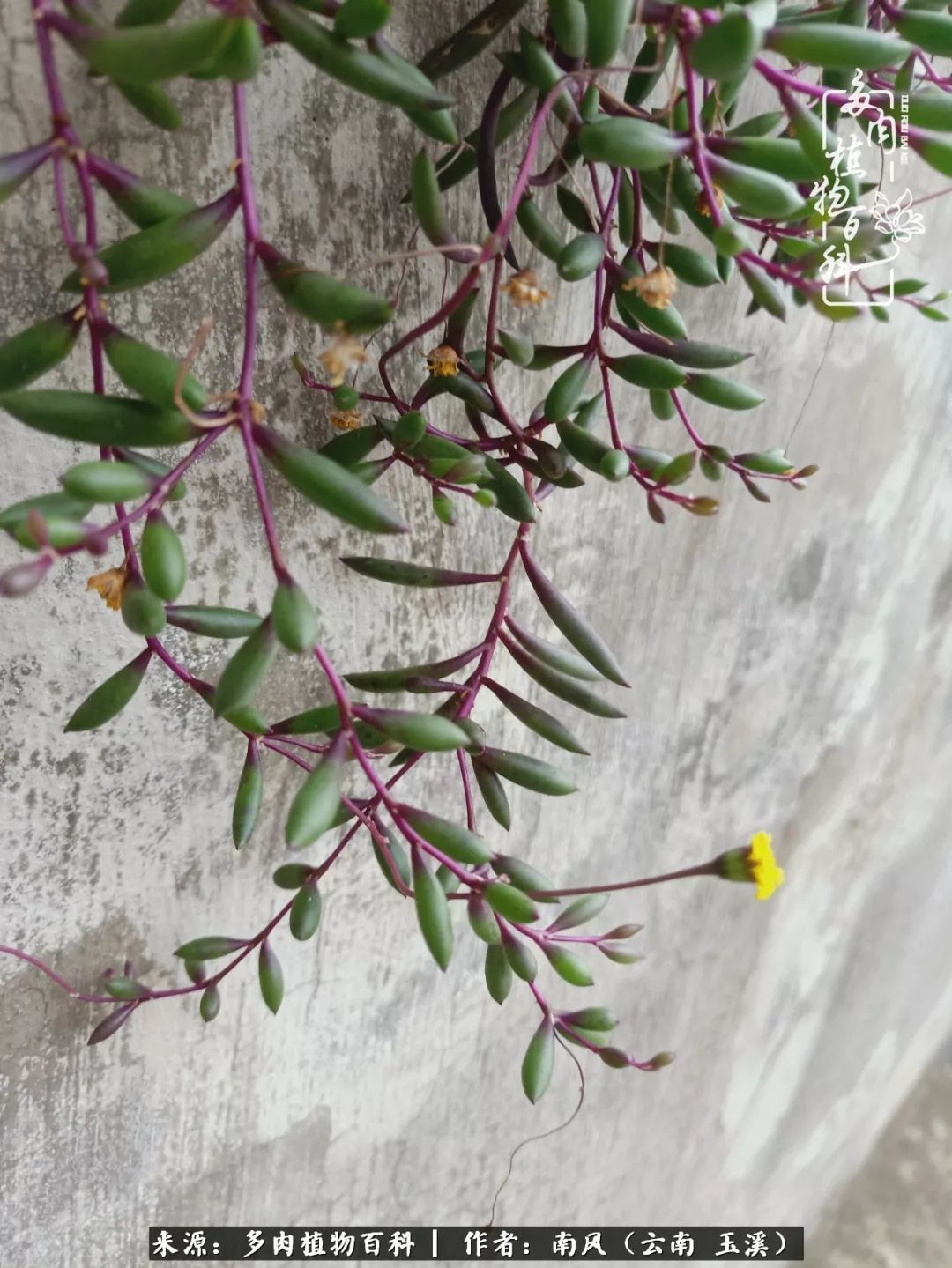 从小喜欢绿植，后来遇见多肉，情不知所起，那就再接再厉！