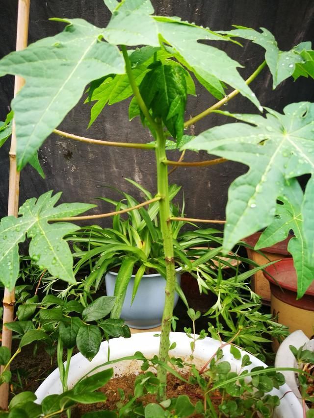 木瓜盆栽种植方法