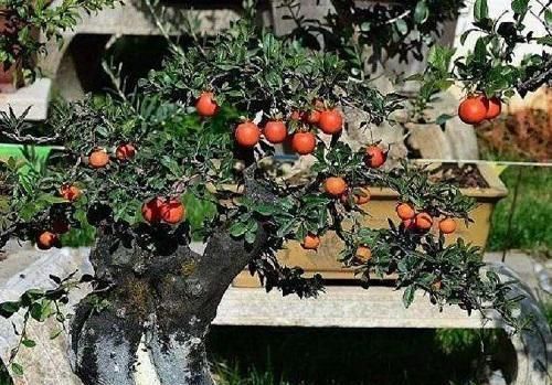 李大爷喜欢上山找树桩，样子奇形怪状也能变身，最后变成大气盆景