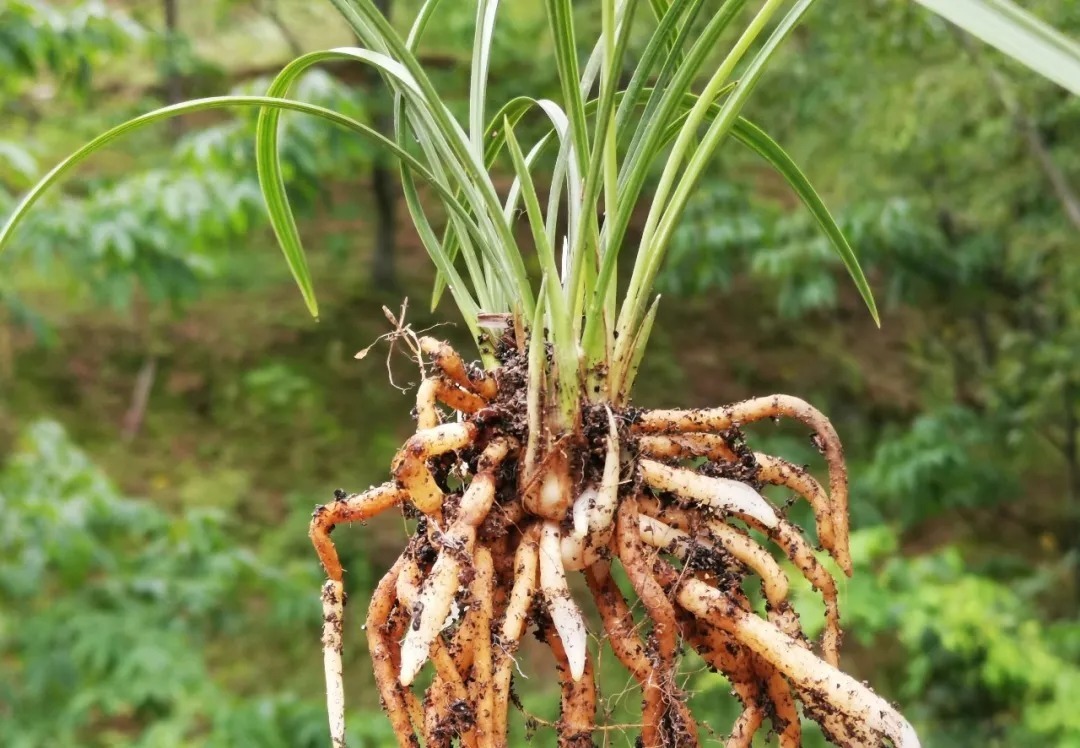 种植|兰花种植前，究竟要不要清洗兰根、浸泡药水？4种原因要明白