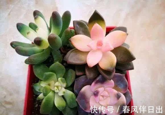 花市|养花，这些花最好不要碰，买回去压根就养不活