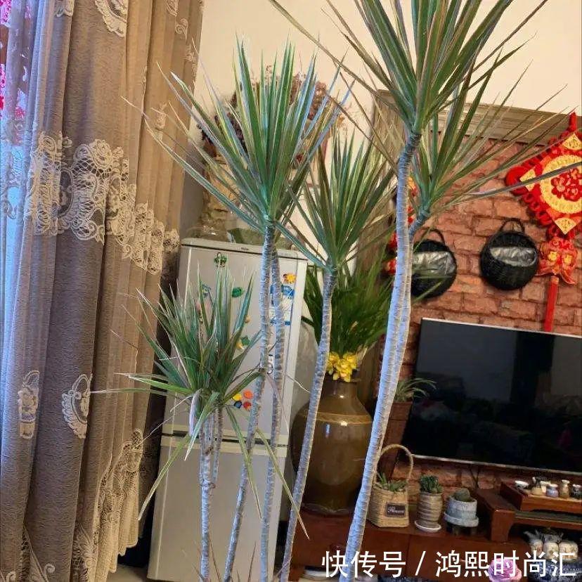 10种花越高越值钱,能长到2米,大高个霸气镇宅!