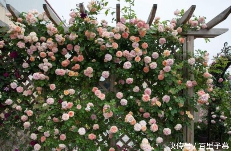 4种花养家里,好养又漂亮,开花多又艳,喜庆又旺运!