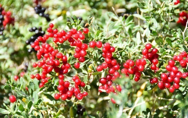 食物|美丽女性要常吃3种食物,排出毒素,美容养颜,保护子宫