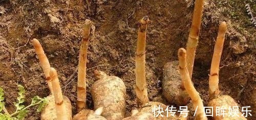 天麻煮鸡蛋|它的叶片极像“鱼鳞”，且无绿叶，可以说其貌不扬，市场却按克卖