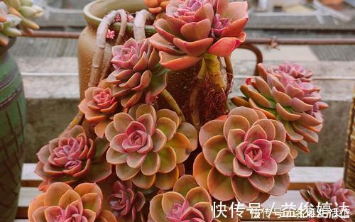 家里的多肉总是长不好？避开3个“陷进”，你可不要中招！