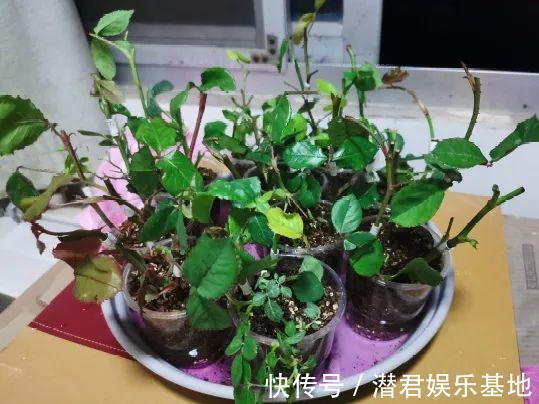 风油精|可以浇花的药，过期也要留着，保花不生虫、不生病！