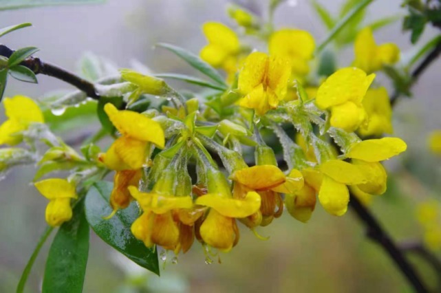 生物|杨向红镜头下的玉龙雪山奇花异草，见证了丽江生物多样性之美