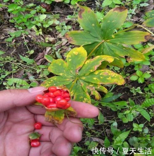 挖掉竹笋,也别伤到它,目前400元一公斤,野生不好找