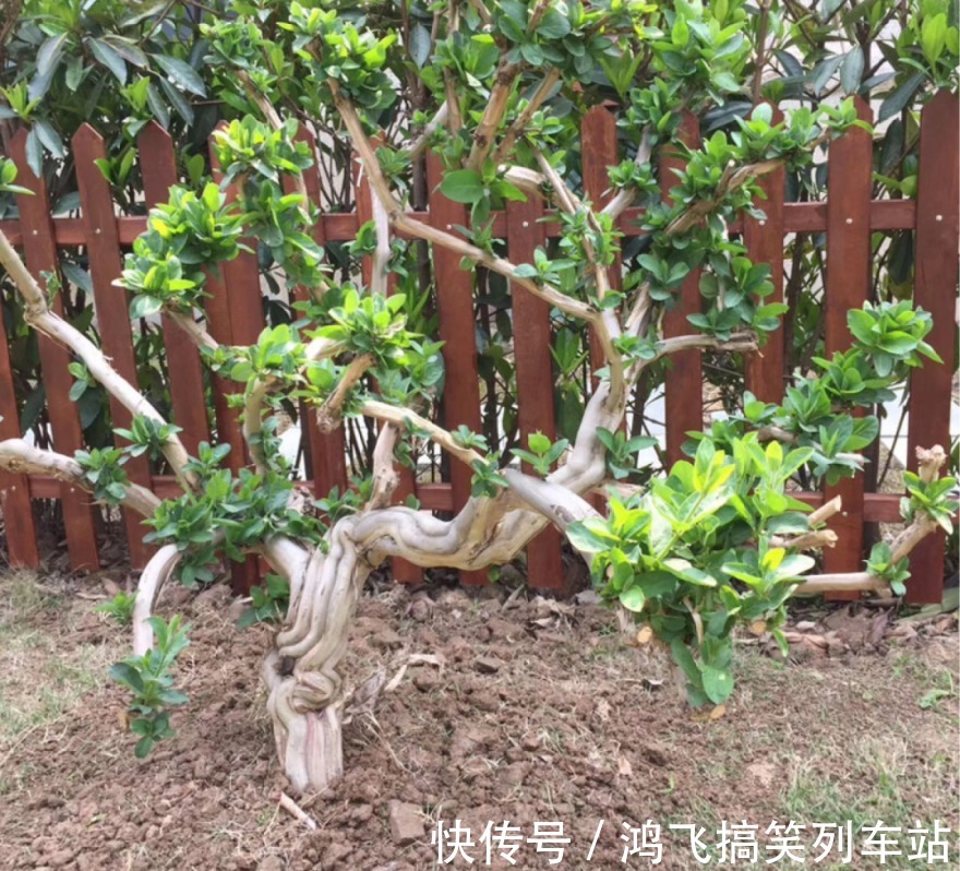 太阳花|养到烦人的花,盆都不够用,扔掉还很心疼