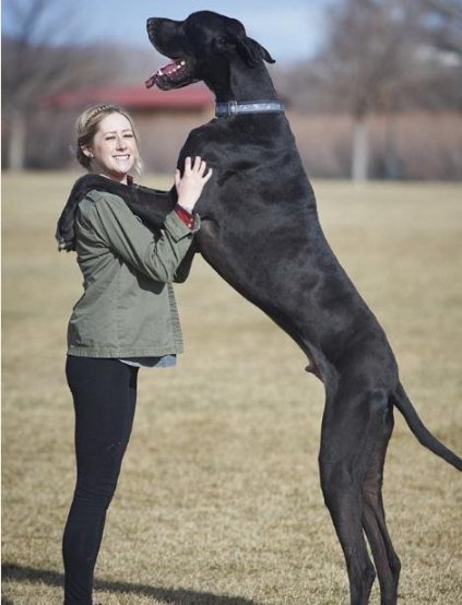 世界最高大的狗世界十大最高大的狗排行榜 快资讯