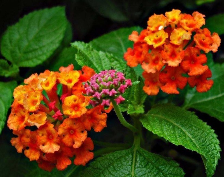 此花花姿妖娆，绚丽多彩的花色呈现出神秘莫测之感，极其耀眼夺目