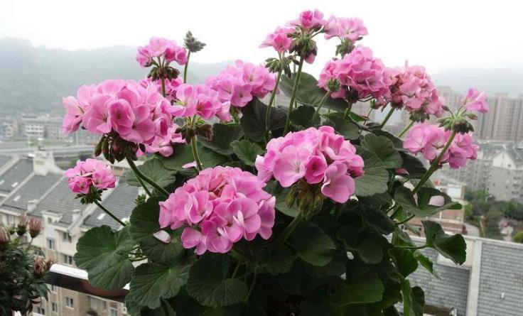 夏日|养夏日玫瑰（天竺葵），注意4点，一年四季开花，格外漂亮