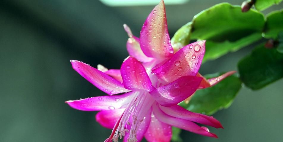  叶片|蟹爪兰叶子发蔫，如此做，轻松长满盆！