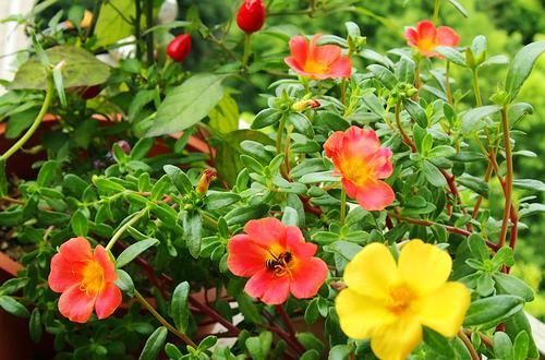  美丽|4款零差评花卉，花型美丽，四季开爆盆