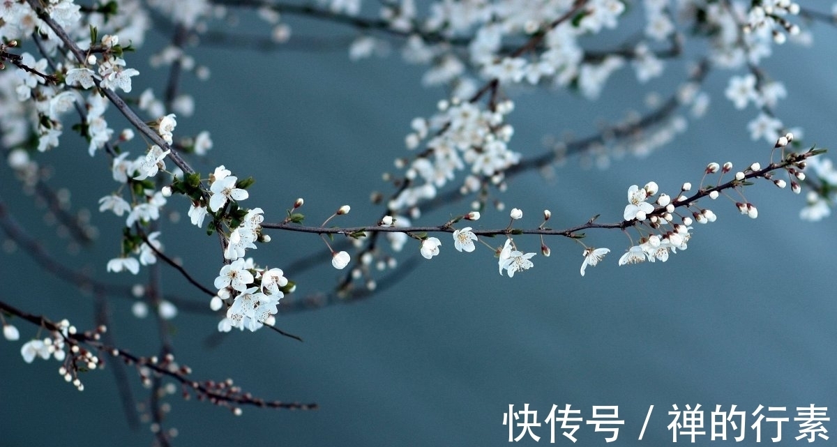 白梅花@纳兰性德笔下的白梅花,竟是这般美丽高洁,你喜欢吗?