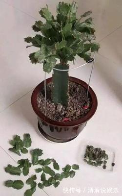 秋天|蟹爪兰度夏“破败不堪”，咔嚓剪一刀，九月满新叶，开花密