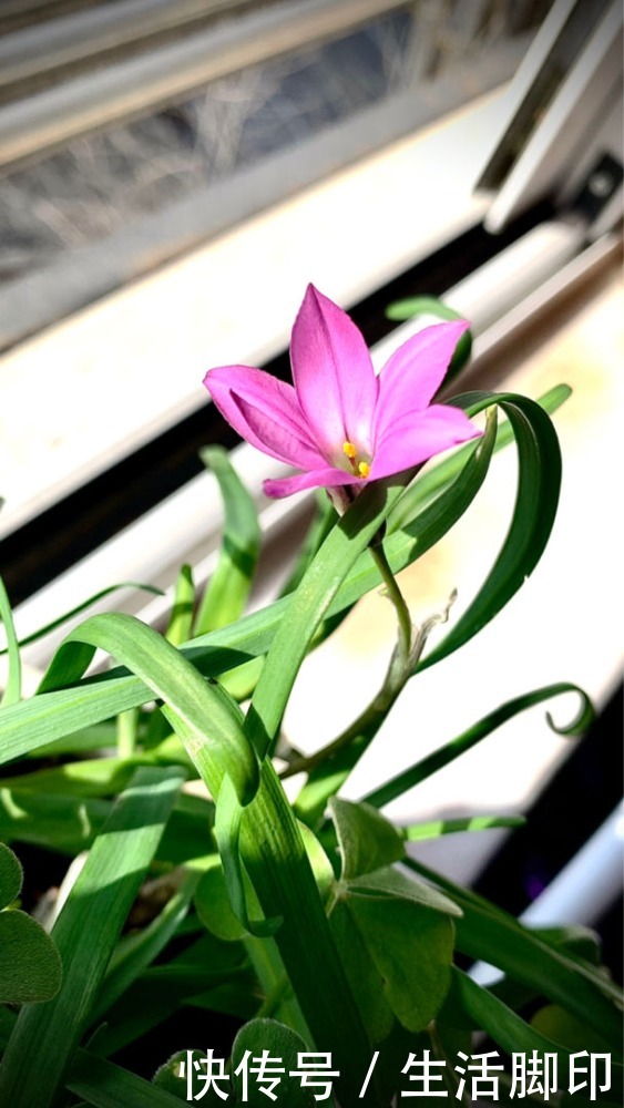 花花|1种花长得像“韭菜”，开花却像“小星星”，颜色美得像彩虹