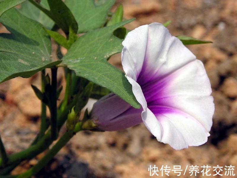 叶色|叶色丰富的观赏红薯，适合养成盆栽，开的喇叭状花朵很罕见