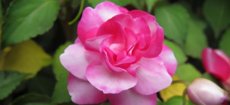 养花|此花不是大神不敢碰，浇水就烂根叶，这谁养得活