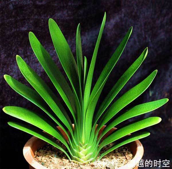 君子兰吃“2种零食”,冒出6对“网格叶”,开花鲜艳、硕大