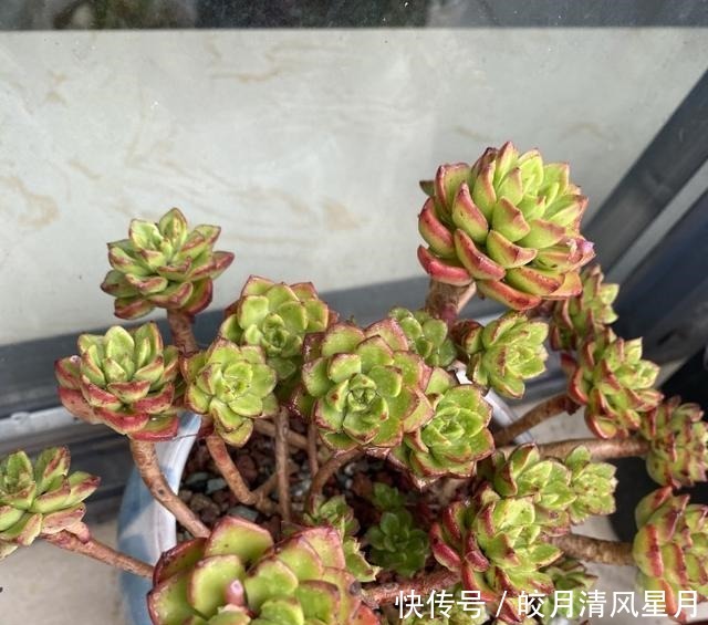 度夏|绿了也是心头肉,开始为度夏担忧!