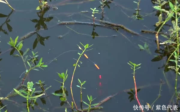 鲫鱼|仲春浅水有大鲫，野钓大鲫鱼，这种钓法最好用，没有之一！