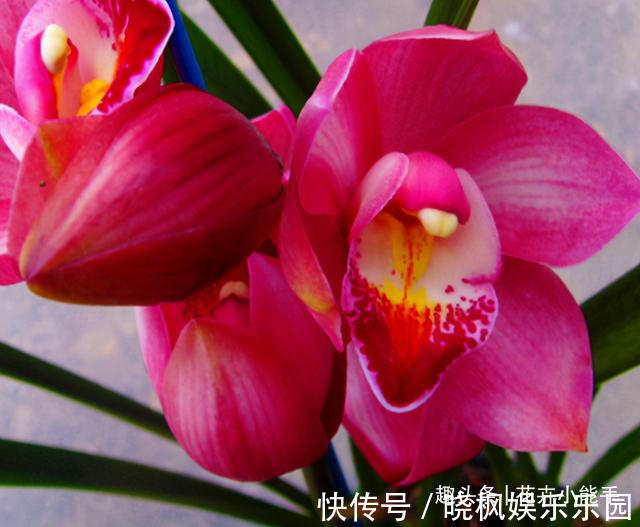 浓香型兰花|适合懒人的兰花,一年四季开不停,味香色艳,阳台轻松变成兰花园