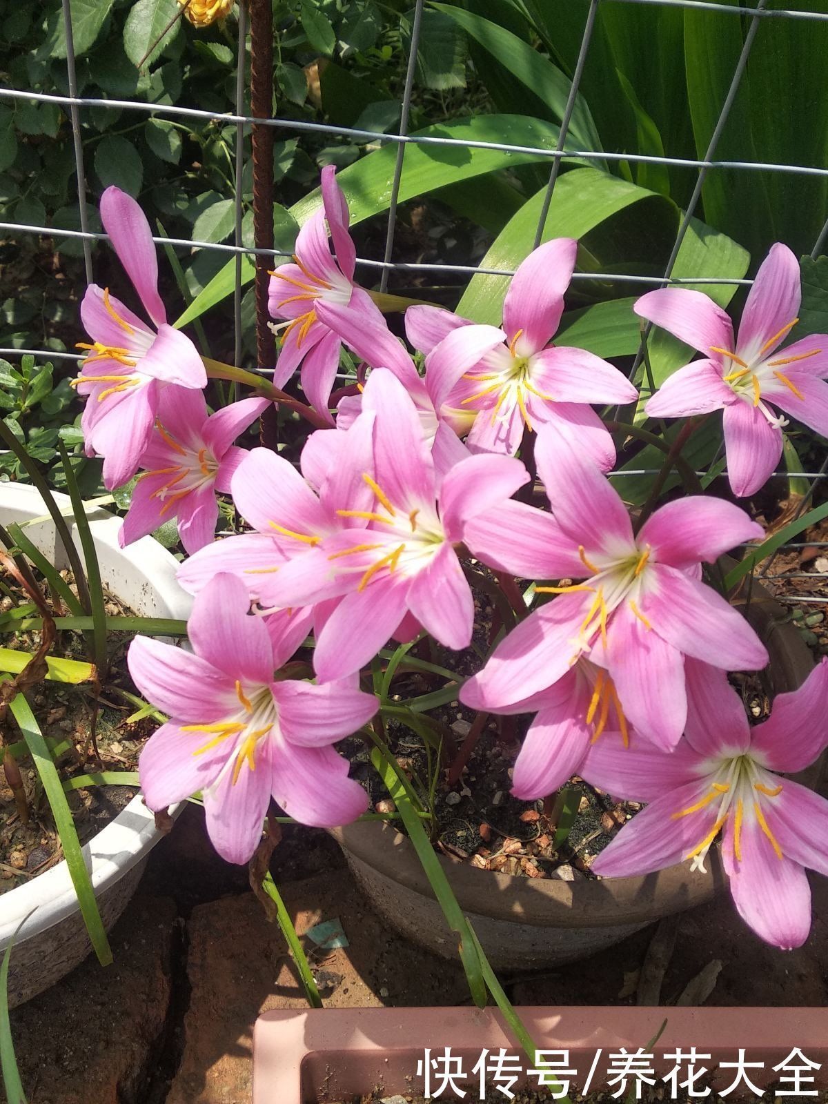 花友|3种花不适合养在封闭阳台，养护难度太大，扔室外却呼呼长