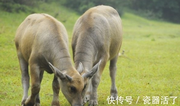 牛人|属牛人生在几月,下半年贵人多助,闯出名堂,事业翻倍好运